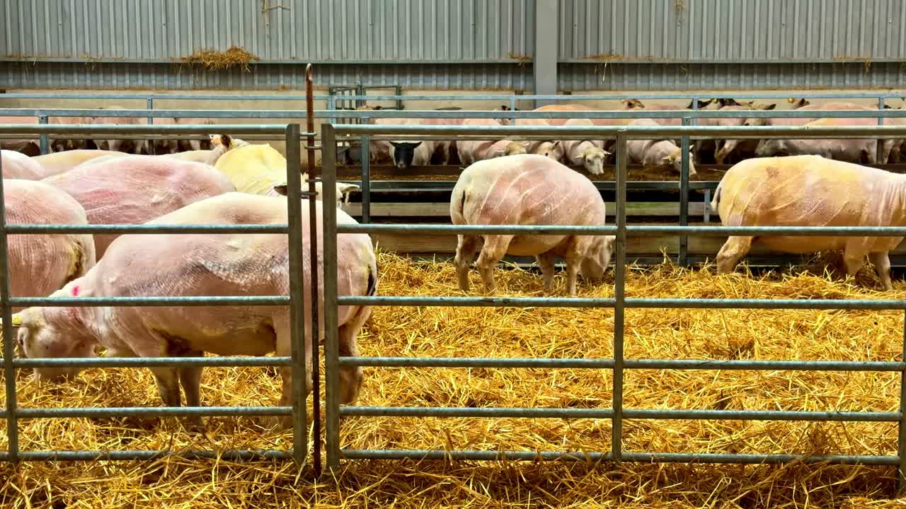 Pecore al pascolo tranquille in un fienile, serena ambientazione agricola in ripresa time-lapse