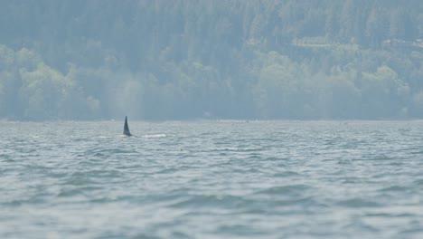 three killer whales swimming and rising to surface of sea to breathe