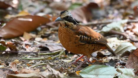 pitta de orejas, hydrornis phayrei