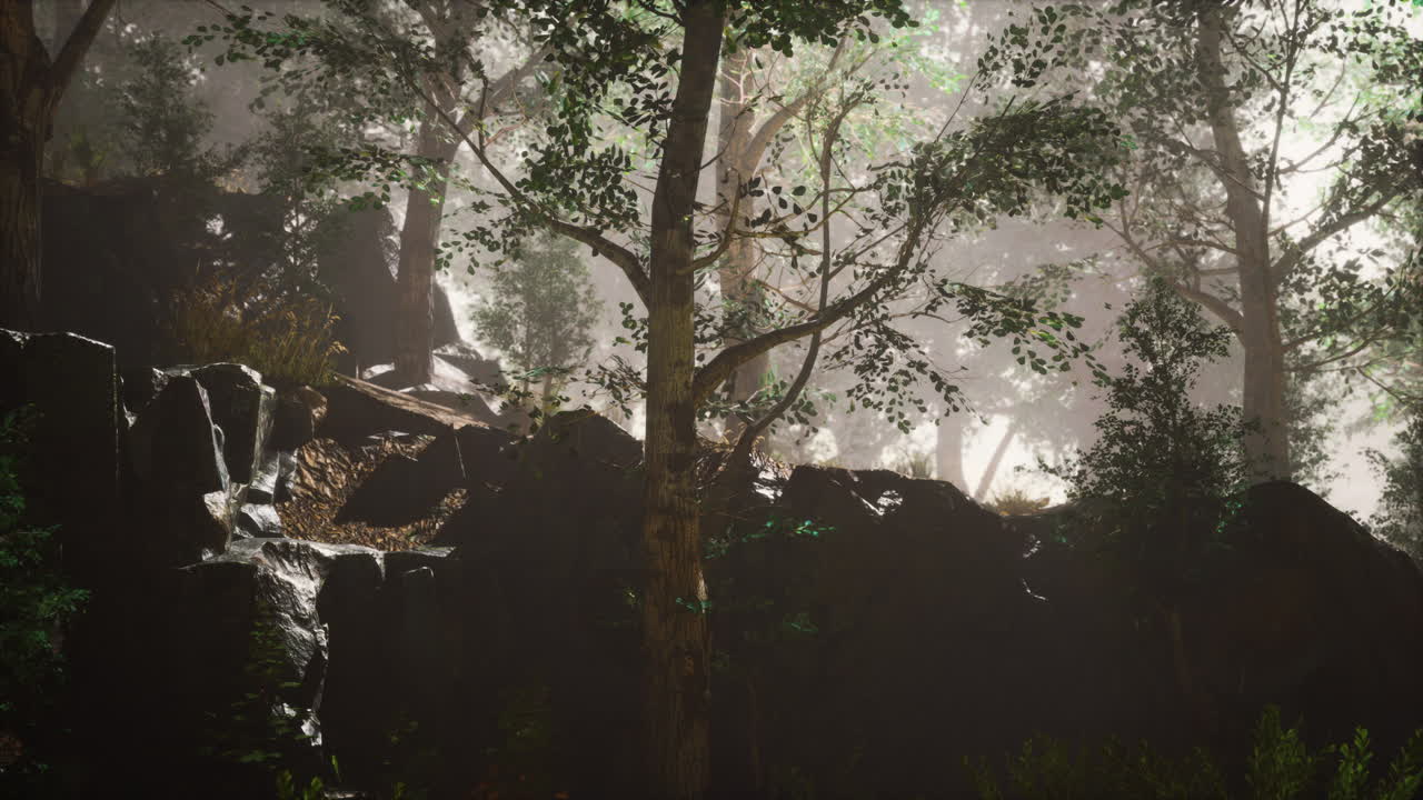 깊은 안개와 함께 여름 숲