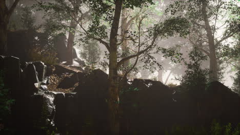 bosque de verano con niebla profunda