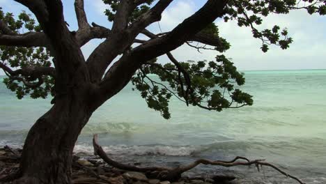 位於 fanning 島 (kiribati) 的海灘上的一棵樹