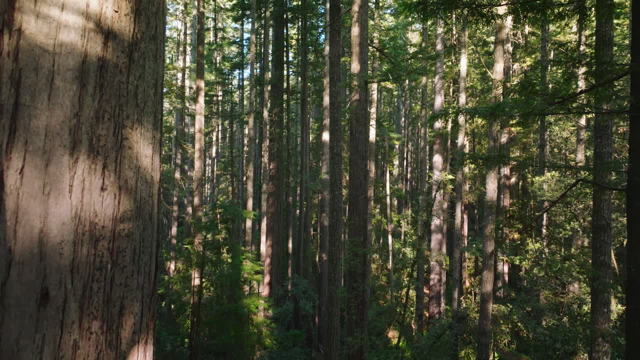 Alberi di sequoia giganti illuminati dal sole a Redwood, California, scena rilassante