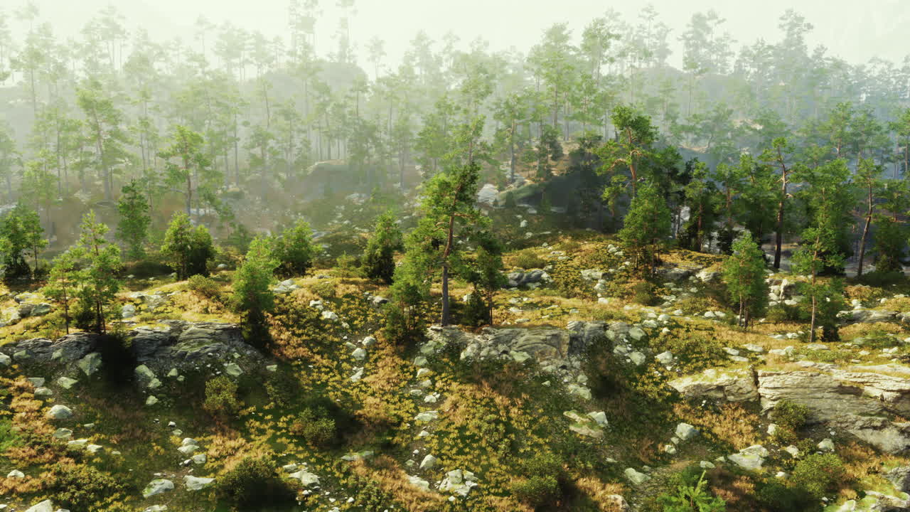 아름다운 안개로 인 숲