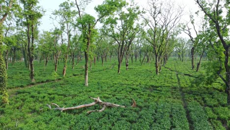 Ariel-O-Vista-De-Drones-Una-Especie-De-Jardín-De-Té-Assam