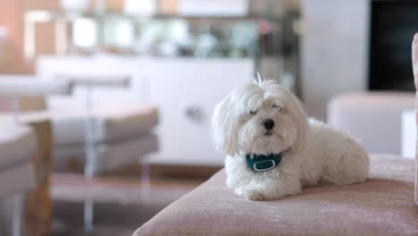 un adorable perrito blanco sentado en un sofá mirando curiosamente fuera de cámara en una lujosa casa de aspecto rico