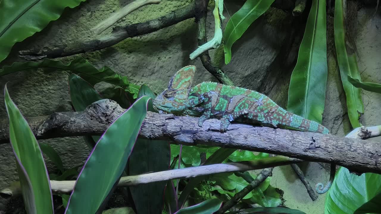 열대 지역 에 있는 다채로운 카멜레온