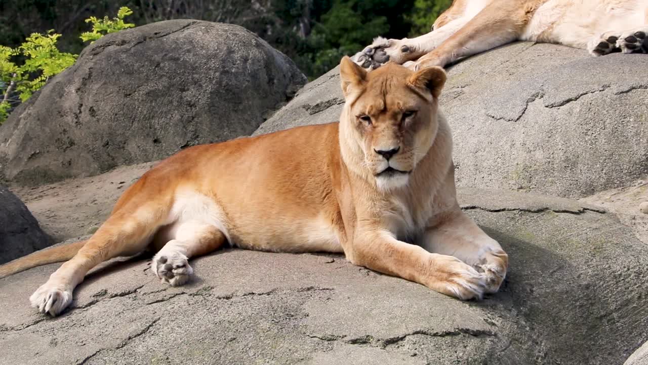 leeuwin rustend op rotsen