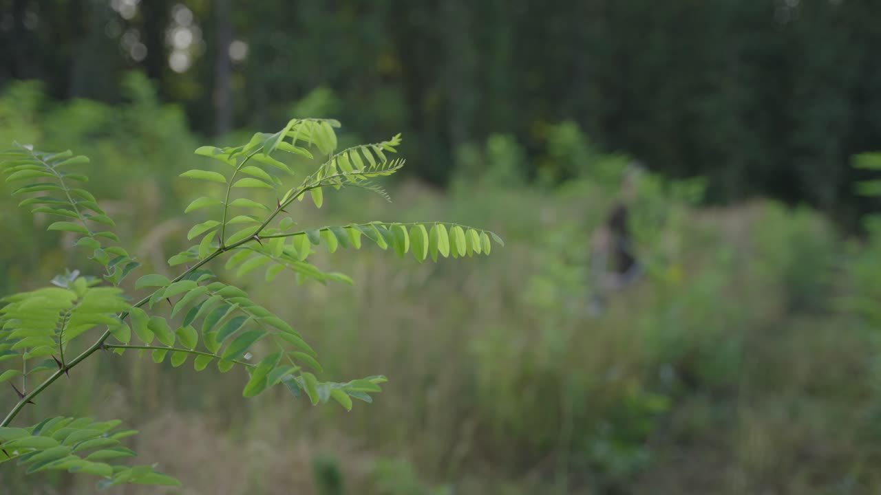 Mulching machine at work, focus on the shrub