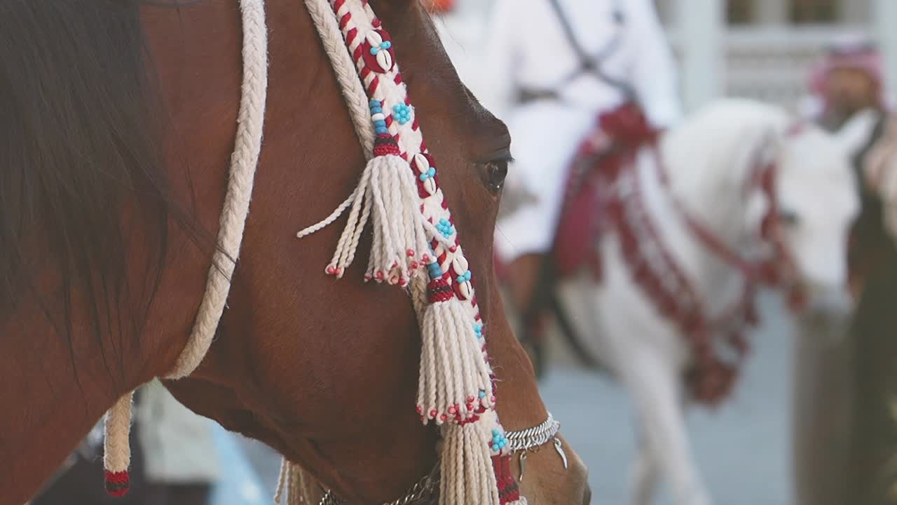 Decorated Horse in a Cultural Event