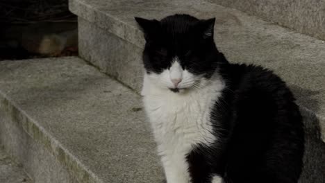 Relaxed-Tuxedo-Black-And-White-Cat-In-Stone-Stairs-Looking-At-Camera