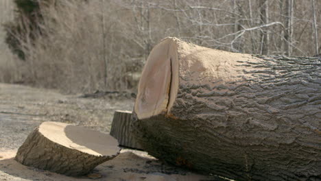 A large freshly cut tree trunk sitting outside with sawdust on it