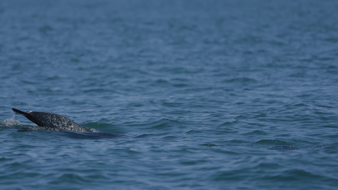 돌고래 바다 코스타리카 고래 관찰 투어