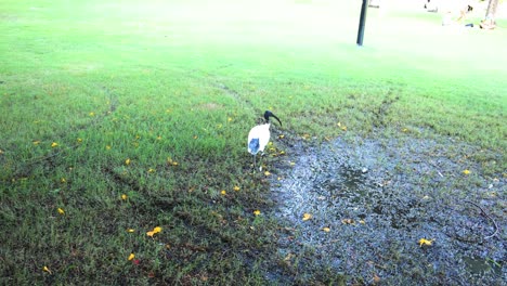 bird retrieves item across wet grass field