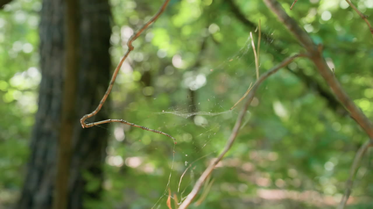 Close view of cobwebs stretched across branches in dense forest with sunlight filtering through green foliage, capturing delicate natural texture and tranquil untouched woodland environment in detail