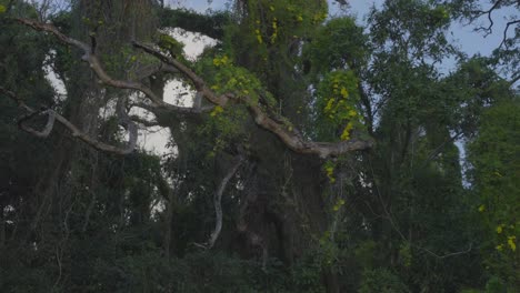 Eine-Nach-Oben-Geneigte-Aufnahme-Einer-Gelb-Blühenden-Trompetenrebe,-Die-Die-Bäume-In-Einem-Tropischen-Wald-Am-Kanea-Point,-Oahu,-Hawaii,-Umhüllt-Hat