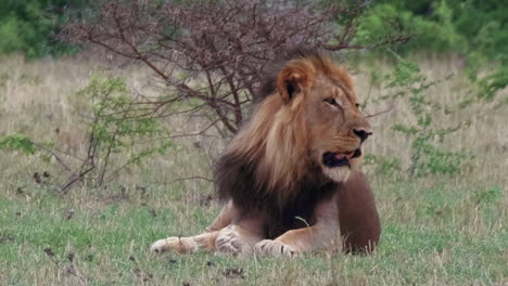 black-maned lion resting on the green grass in nxai pan in botswana near the bare bush - closeup shot