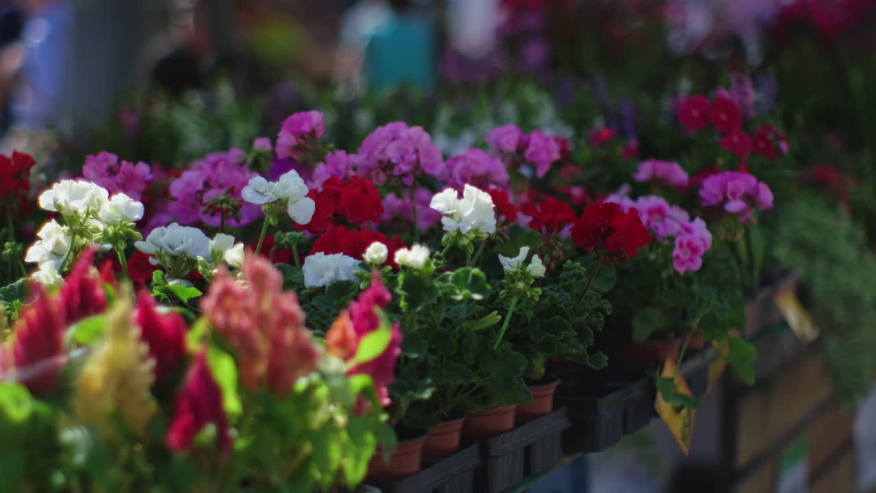Farverige blomster på et marked