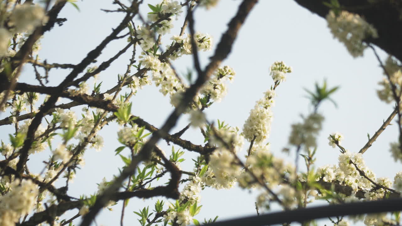 White plum blossoms (Prunus salicina) flutter gently in the breeze on dark tree branches in Sa Pa, Vietnam, with soft spring light filtering through the flowers and young green leaves.