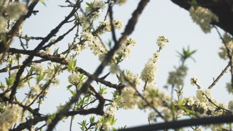 white plum blossoms (prunus salicina) flutter gently in the breeze on dark tree branches in sa pa, vietnam, with soft spring light filtering through the flowers and young green leaves.
