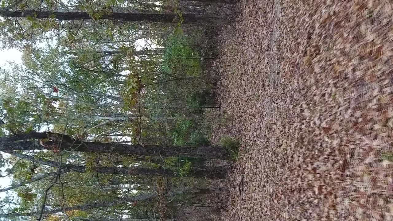 Aerial flight through an autumn forest with thick fallen leaves covering the ground vertical format