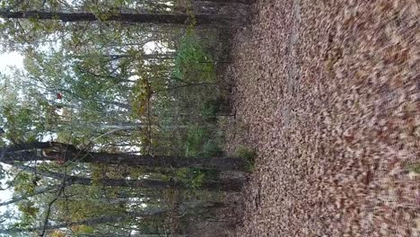 aerial flight through an autumn forest with thick fallen leaves covering the ground vertical format