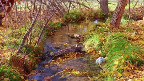 nevada woodland stream in autumn