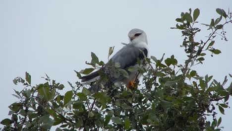 a black shouldered kite sitting in a tree with green leaves