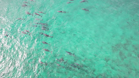 Manada-De-Delfines-Mulares-En-El-Pintoresco-Océano-En-Nueva-Gales-Del-Sur,-Australia---Toma-Aérea