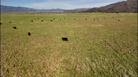 Pastos-Verdes-De-Primavera-Con-Vacas-Cerca-Del-Lago-Henshaw,-California,-Estados-Unidos