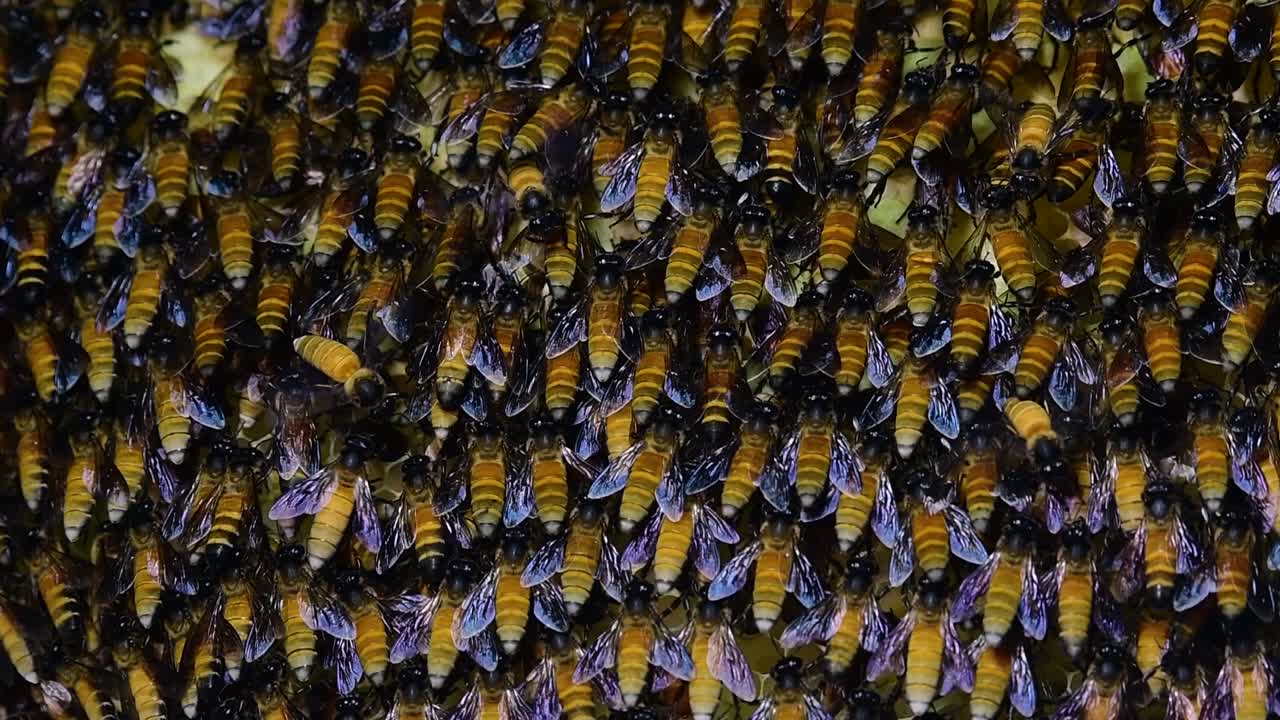 se sabe que las abejas melíferas gigantes construyen grandes colonias de nidos con bolsillos simétricos hechos de cera para almacenar miel como fuente de alimento.