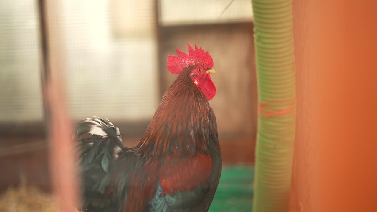 disparo en cámara lenta de un gallo está cantando