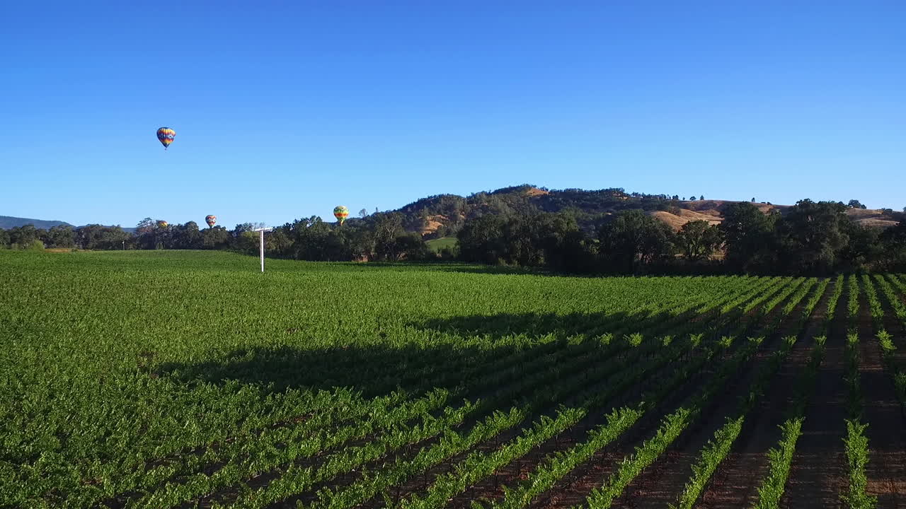 una antena de baja elevación sobre hileras de viñedos en el condado de sonoma del norte de california con globos aerostáticos en la distancia 4