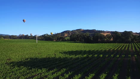 Eine-Niedrig-Ansteigende-Antenne-über-Reihen-Von-Weinbergen-Im-Nordkalifornischen-Sonoma-County-Mit-Heißluftballons-In-Entfernung-4