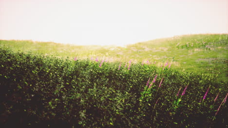 Green-Grass-Landscape-with-Hills-and-Blue-Sky