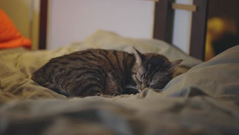 beautiful tabby cat sleeping in the house