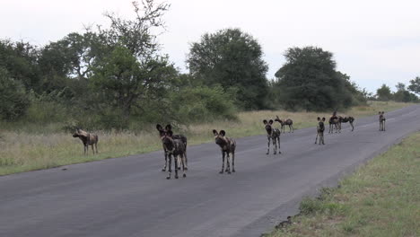 wide shot of a pack of african wild dogs standing on a paved road and watching something down the road that's peaked their interest
