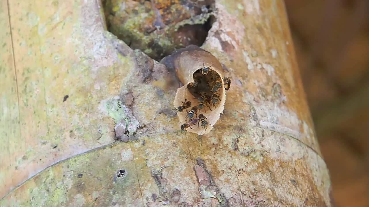 Close up view of Bumblebee's in a yellow hollow at Sabah,Kota Kinabulu in Malaysia.