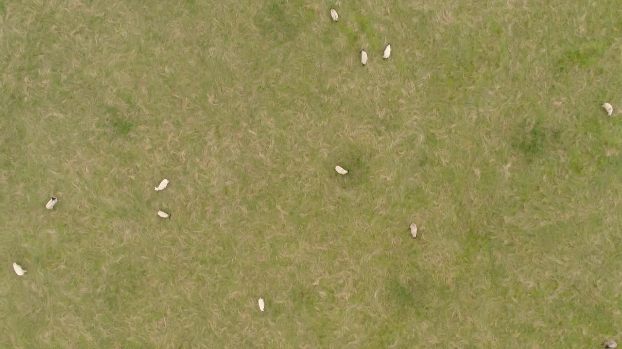 Drone footage pointing down over sheep in a farmer's field in Yorkshire, UK