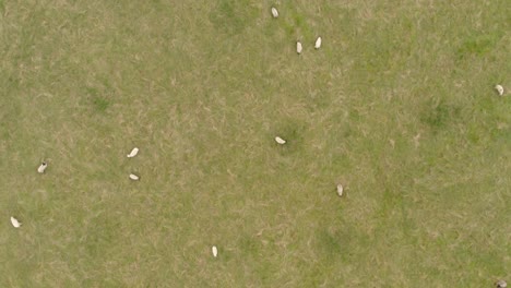 drone footage pointing down over sheep in a farmer's field in yorkshire, uk