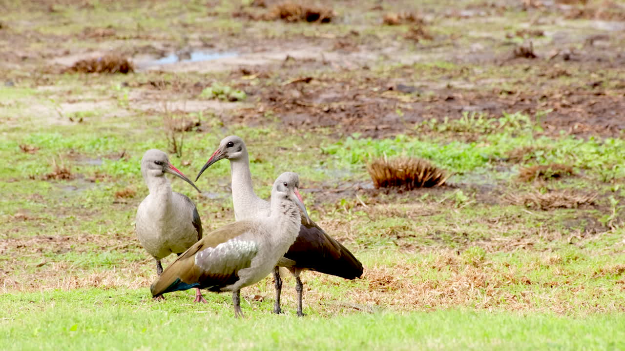 Three gregarious Hadeda ibis stand together on grassy patch in marshy area