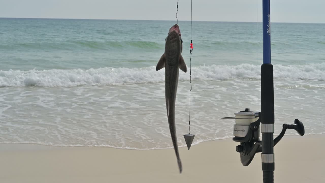 Fish next to a fishing pole on a white sand beach with emerald waters of the gulf coast of the Gulf Of Mexico