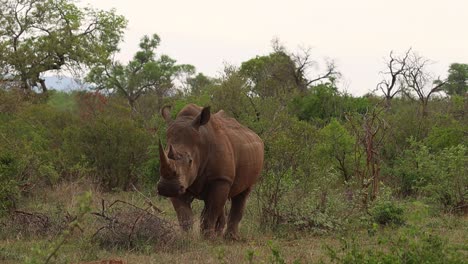 Ein-Weißes-Nashorn,-Das-In-Der-üppigen-Grünen-Landschaft-Steht-Und-Kaut,-Während-Es-In-Die-Kamera-Schaut