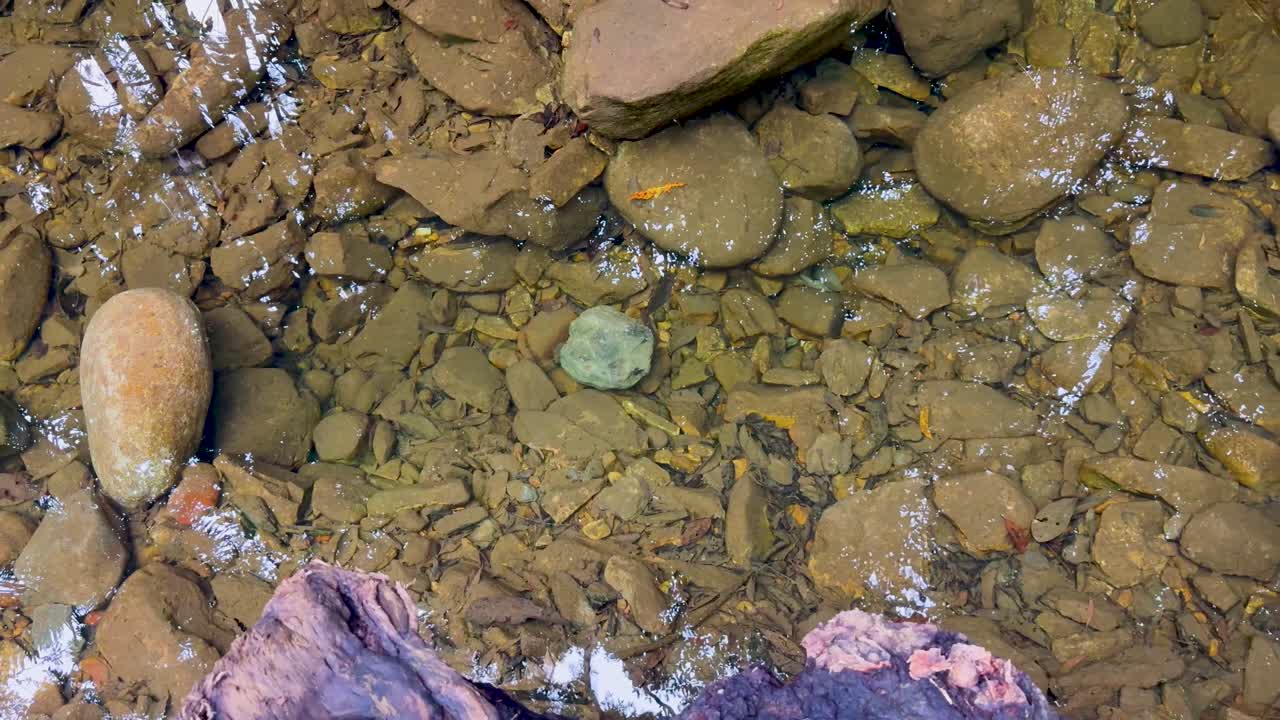 Una vista serena di un letto di torrente roccioso con acqua limpida nella foresta pluviale di Daintree, che mostra texture naturali e un delicato flusso d'acqua.