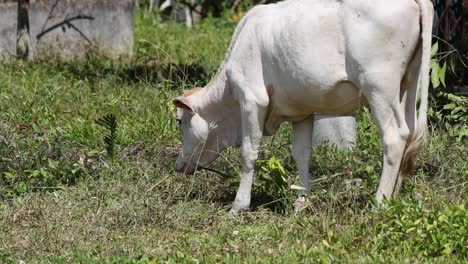 a cow grazes in a sunny, lush field in phuket, thailand. the natural setting and bright lighting create a serene atmosphere