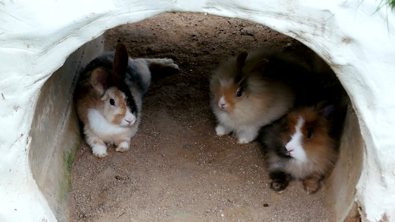 정원에서 앉아 있는 작은 토끼.