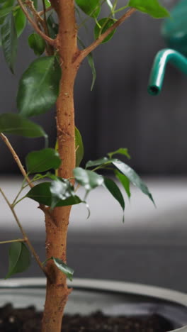 african-american gardener waters ficus tree sitting on couch at home close view. cultivation of tropical plant in apartment. houseplant in interior