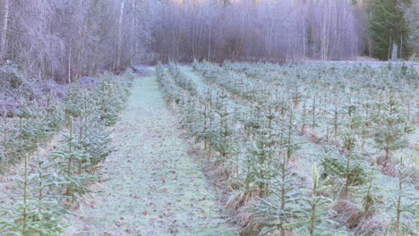 Am-Frühen-Morgen-Niedrige-Luftaufnahme-über-Weihnachtsbaumplantage-In-Abgelegener-Landschaft