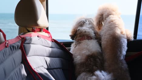 dogs traveling in a car seat the back seat of a car.