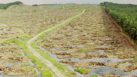 Paisaje-De-Deforestación-En-Malasia-Para-El-Aceite-De-Palma.